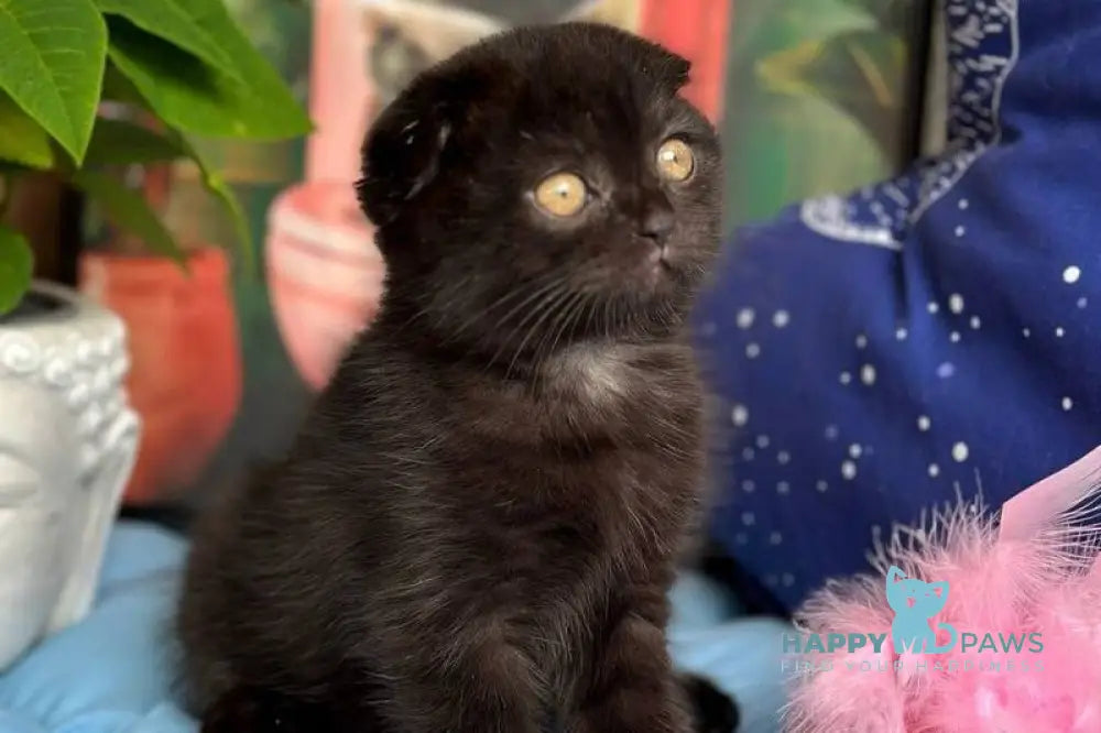 Esenia Scottish Fold female black live animals