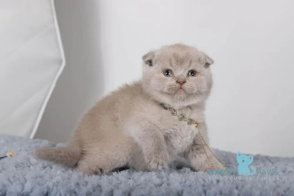 Esenia Scottish Fold female lilac live animals