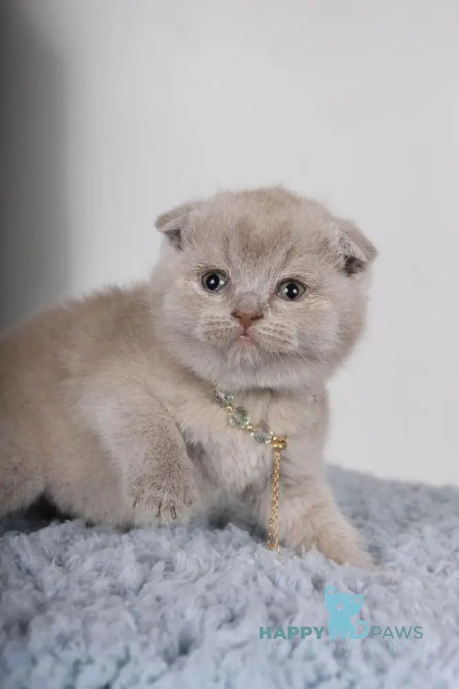 Esenia Scottish Fold female lilac live animals