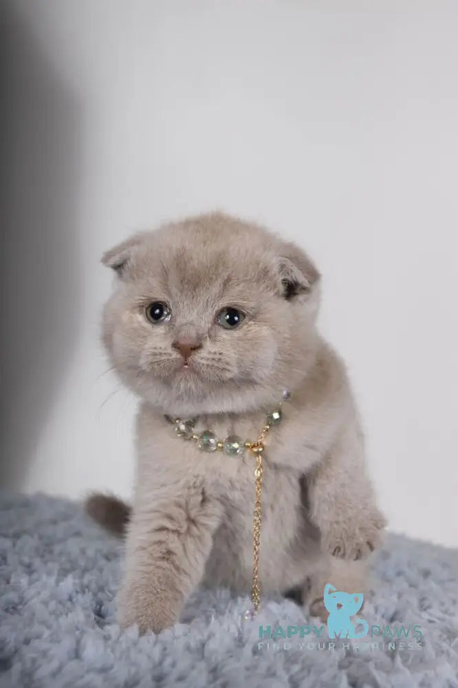 Esenia Scottish Fold female lilac live animals