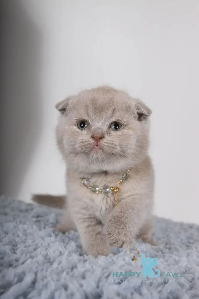 Esenia Scottish Fold female lilac live animals