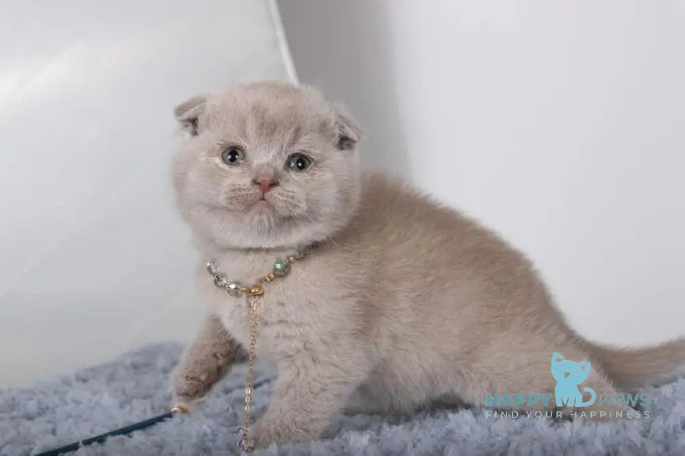 Esenia Scottish Fold female lilac live animals