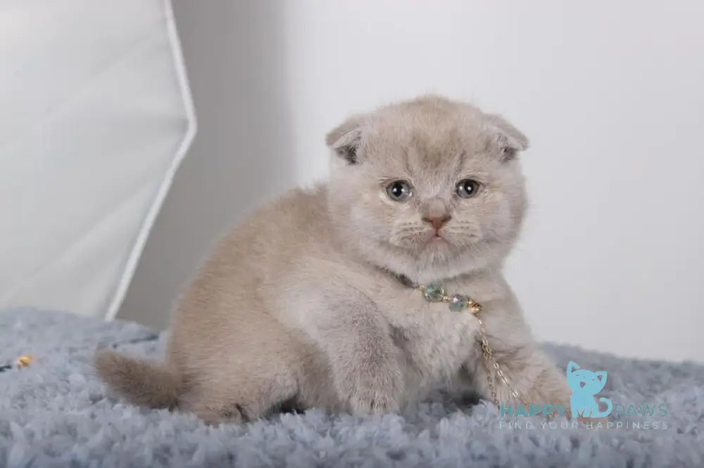 Esenia Scottish Fold female lilac live animals