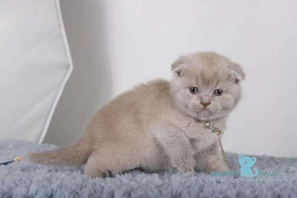 Esenia Scottish Fold female lilac live animals