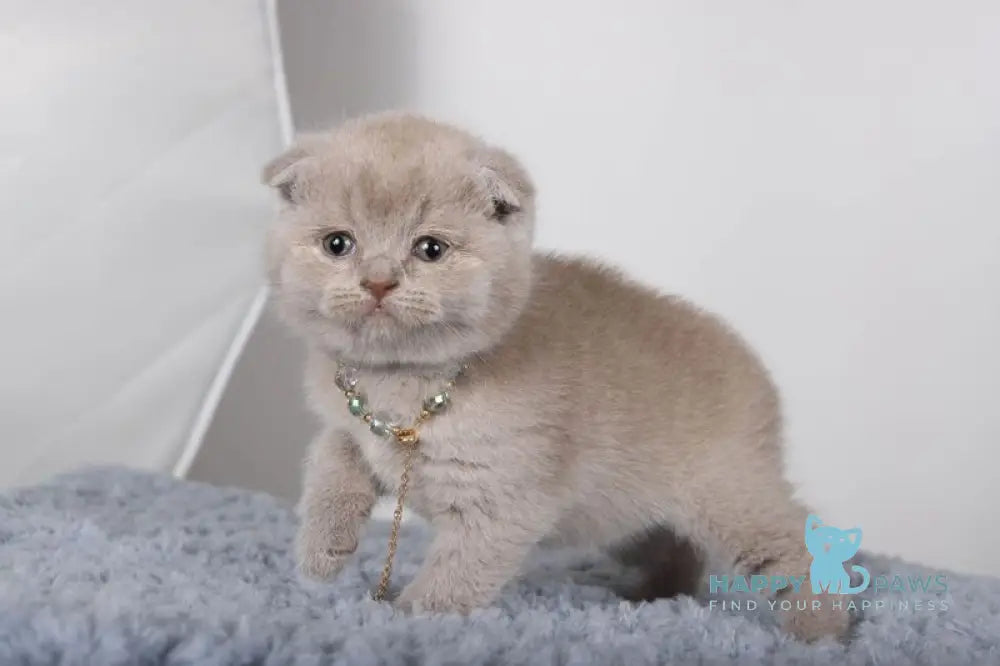 Esenia Scottish Fold female lilac live animals