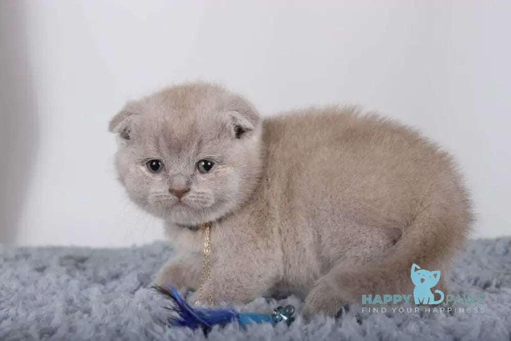Esenia Scottish Fold female lilac live animals