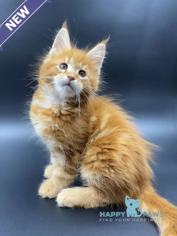 Esenin Maine Coon male red tabby live animals
