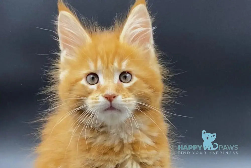 Esenin Maine Coon male red tabby live animals
