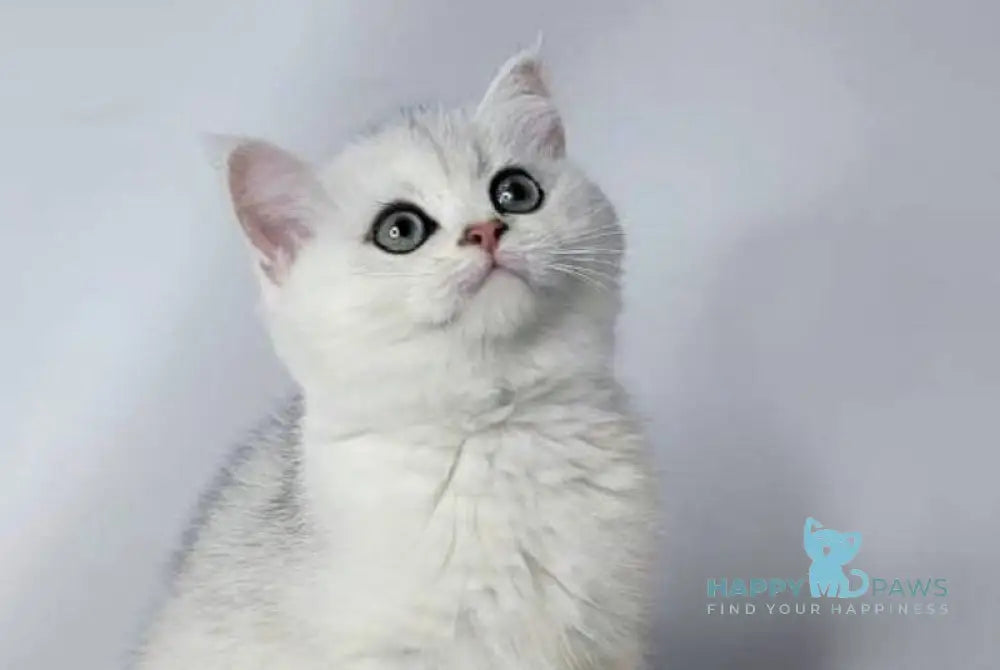 Eseniya British Shorthair female black silver shaded live animals