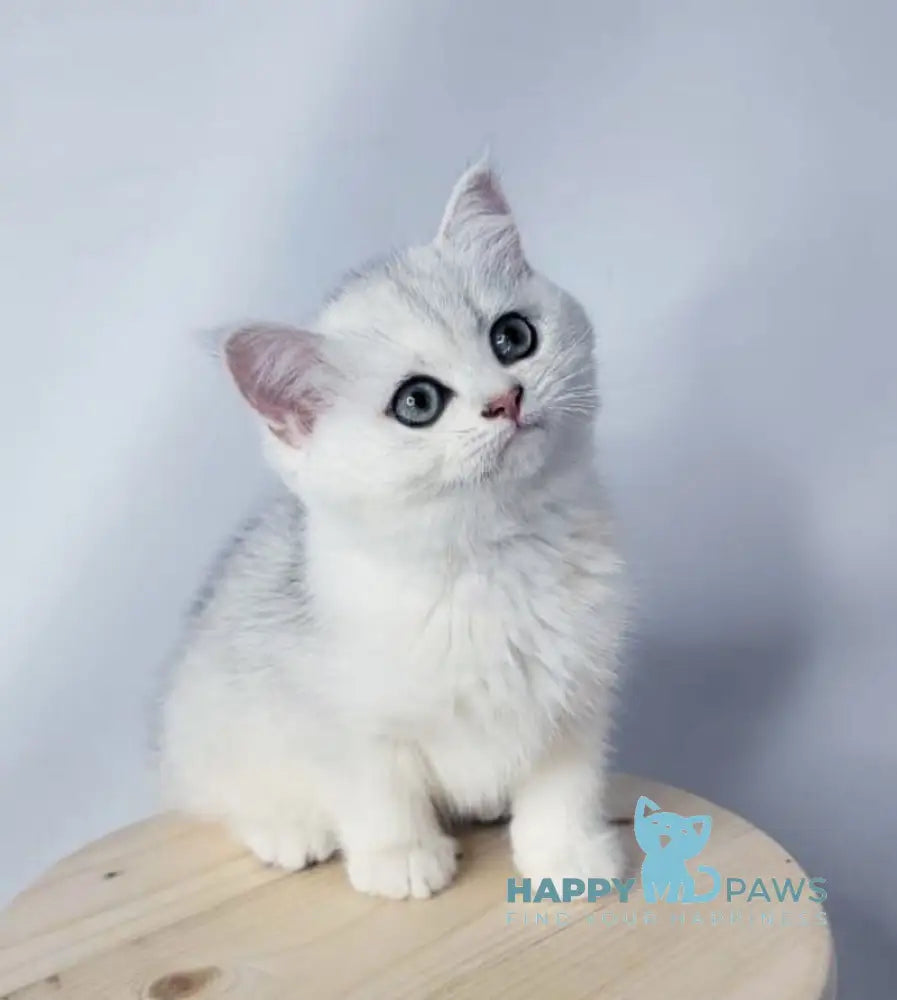 Eseniya British Shorthair female black silver shaded live animals