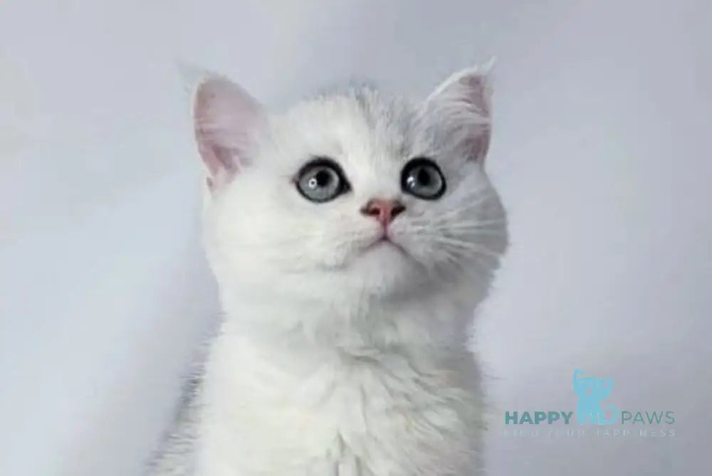 Eseniya British Shorthair female black silver shaded live animals