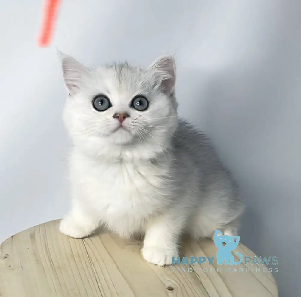Eseniya British Shorthair female black silver shaded live animals