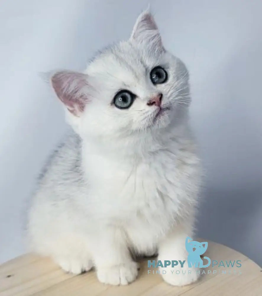 Eseniya British Shorthair female black silver shaded live animals