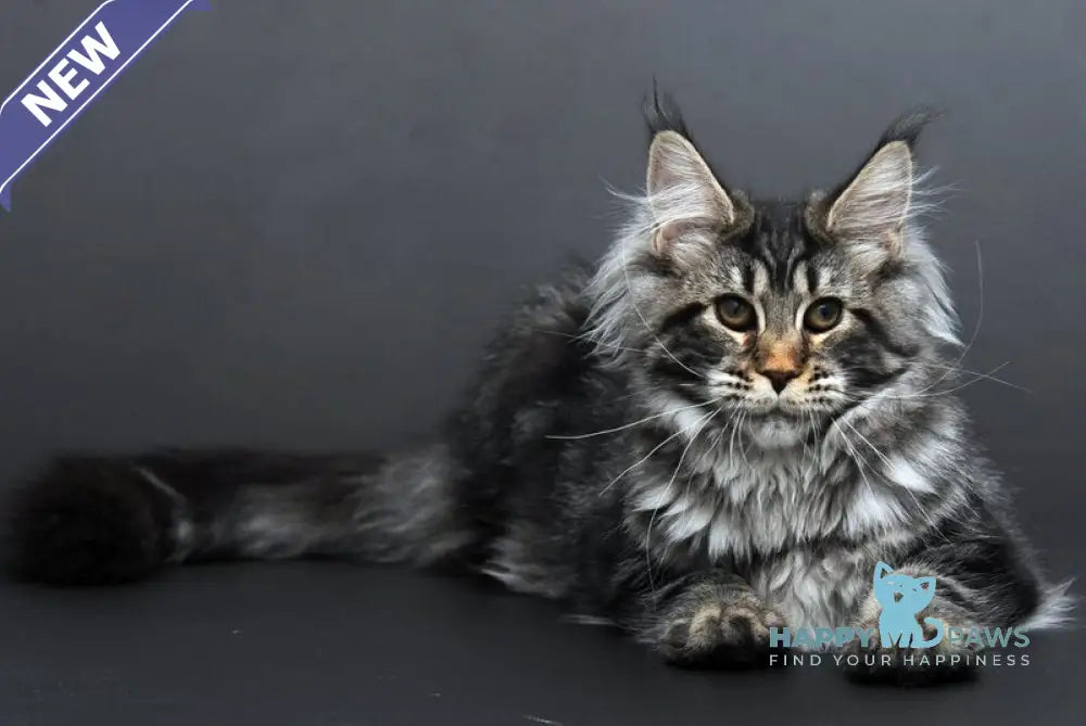 Eseniya Maine Coon female black tabby live animals