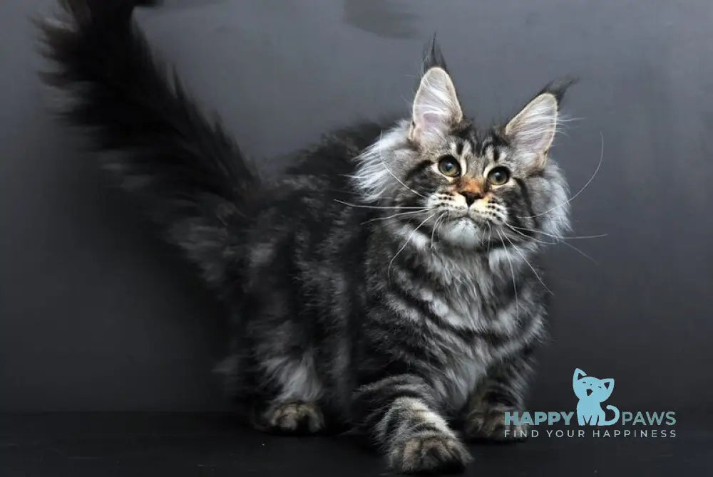 Eseniya Maine Coon female black tabby live animals
