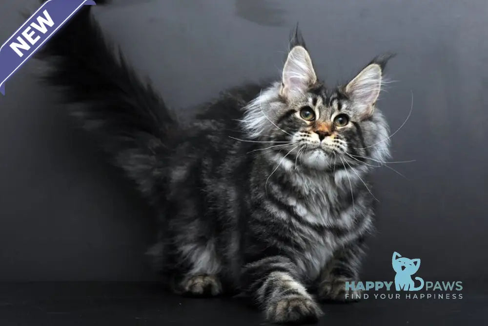 Eseniya Maine Coon female black tabby live animals