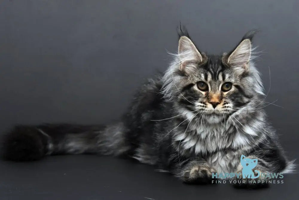 Eseniya Maine Coon female black tabby live animals