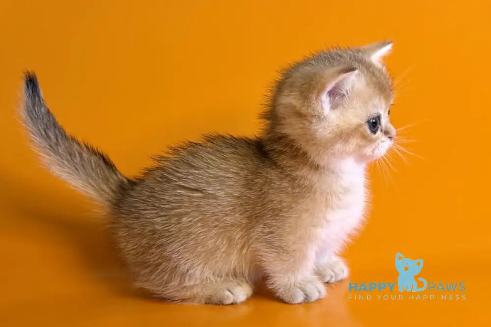 Esha Munchkin male black golden shaded - live animals