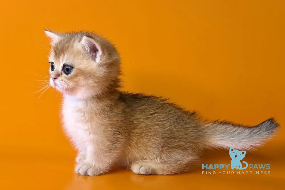 Esha Munchkin male black golden shaded - live animals