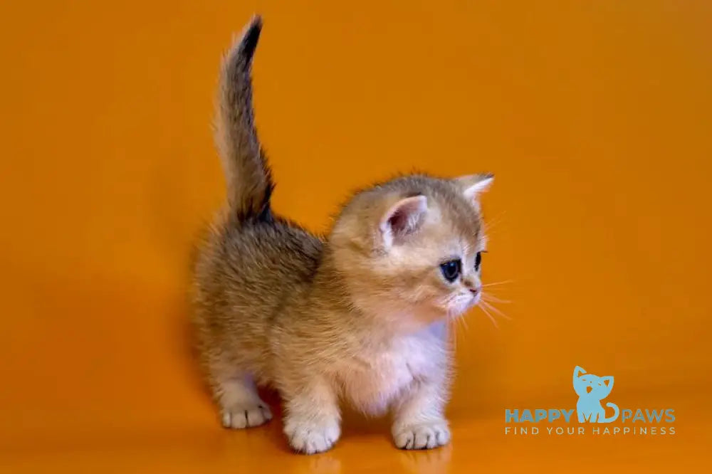 Esha Munchkin male black golden shaded - live animals