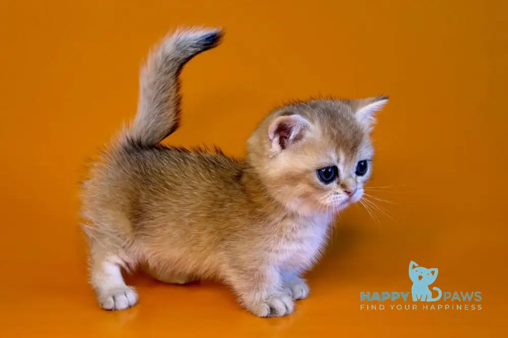 Esha Munchkin male black golden shaded - live animals