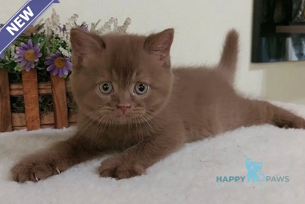 Eshley British Shorthair female cinnamon live animals