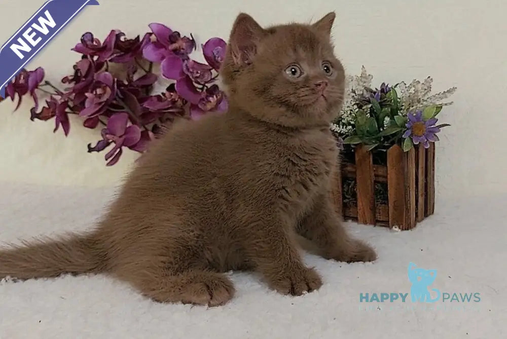 Eshley British Shorthair female cinnamon live animals