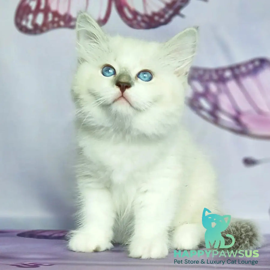 Eshley Siberian male blue with white tabby pointed - live animals