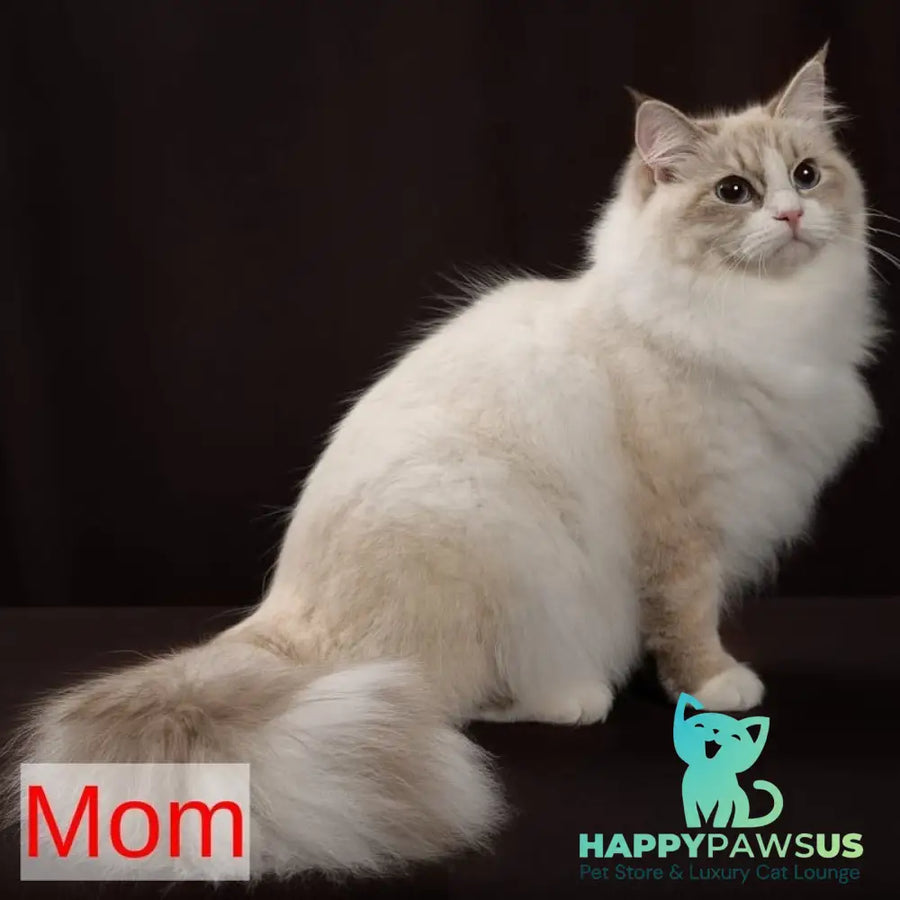 Eshley Siberian male blue with white tabby pointed - live animals