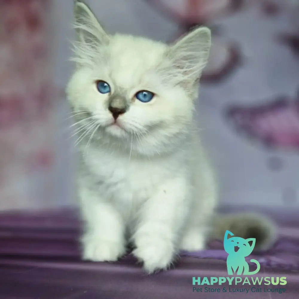 Eshley Siberian male blue with white tabby pointed - live animals