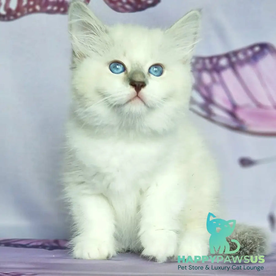 Eshley Siberian male blue with white tabby pointed - live animals