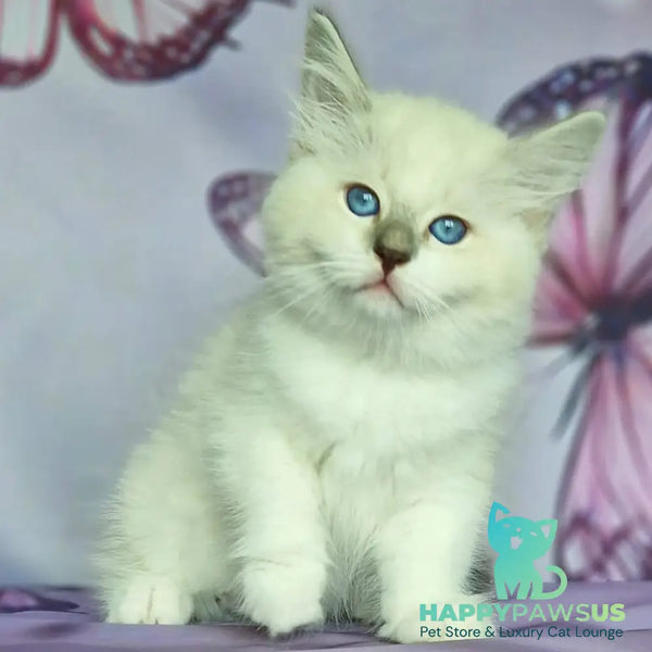 Eshley Siberian male blue with white tabby pointed - live animals