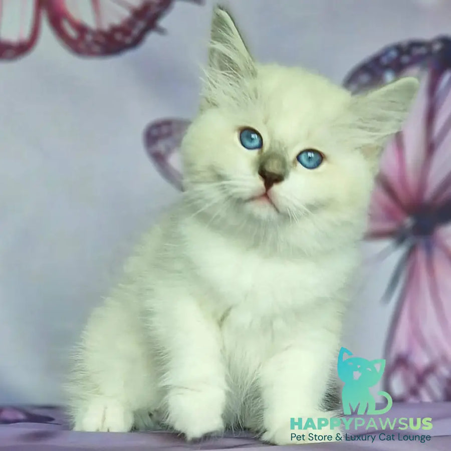 Eshley Siberian male blue with white tabby pointed - live animals