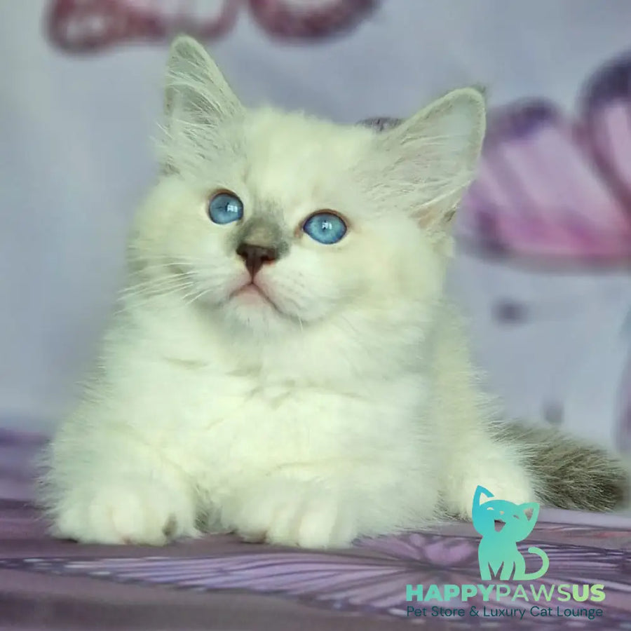 Eshley Siberian male blue with white tabby pointed - live animals