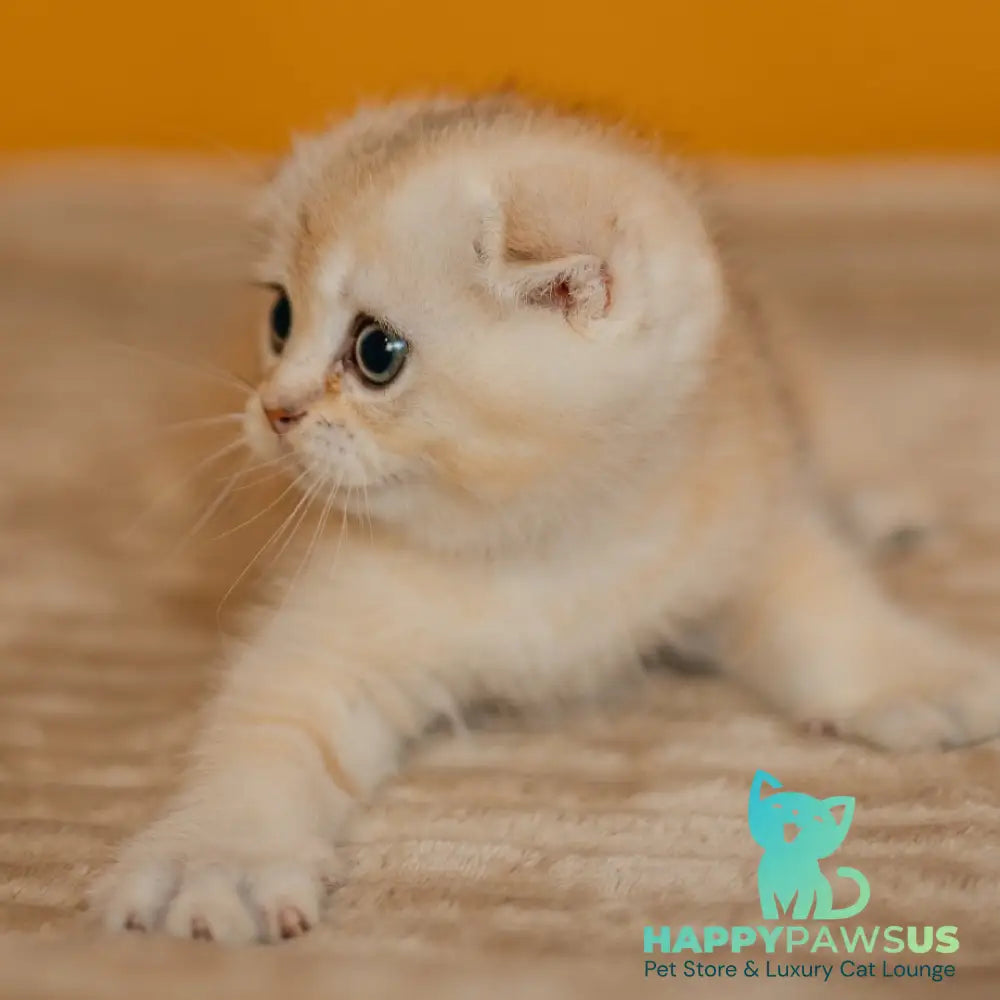 Eskimo Scottish Fold male black silver shaded - live animals