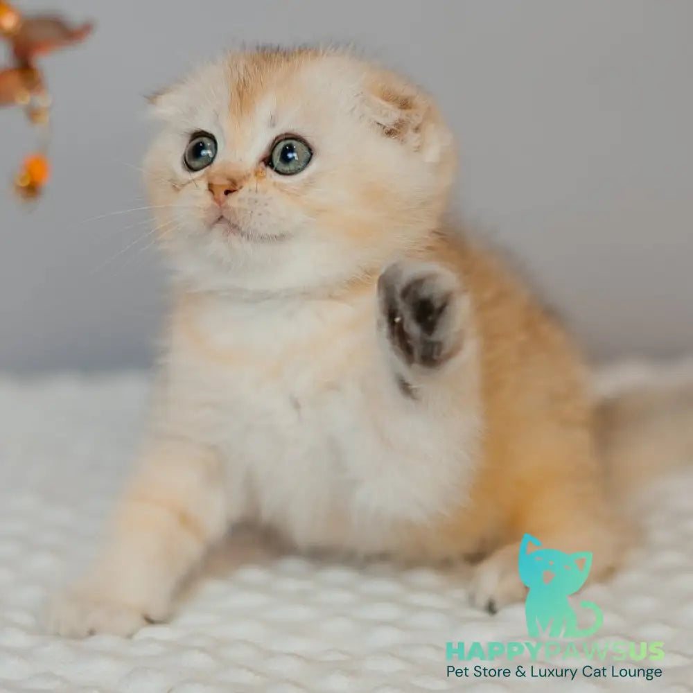 Eskimo Scottish Fold male black silver shaded - live animals