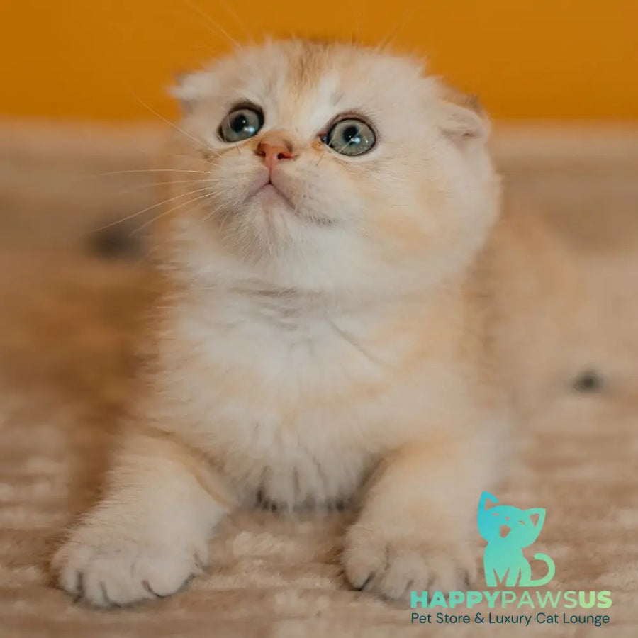 Eskimo Scottish Fold male black silver shaded - live animals