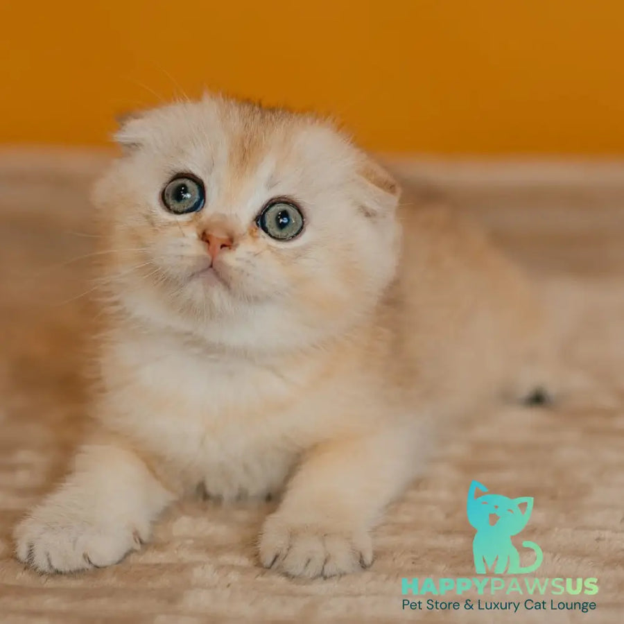 Eskimo Scottish Fold male black silver shaded - live animals