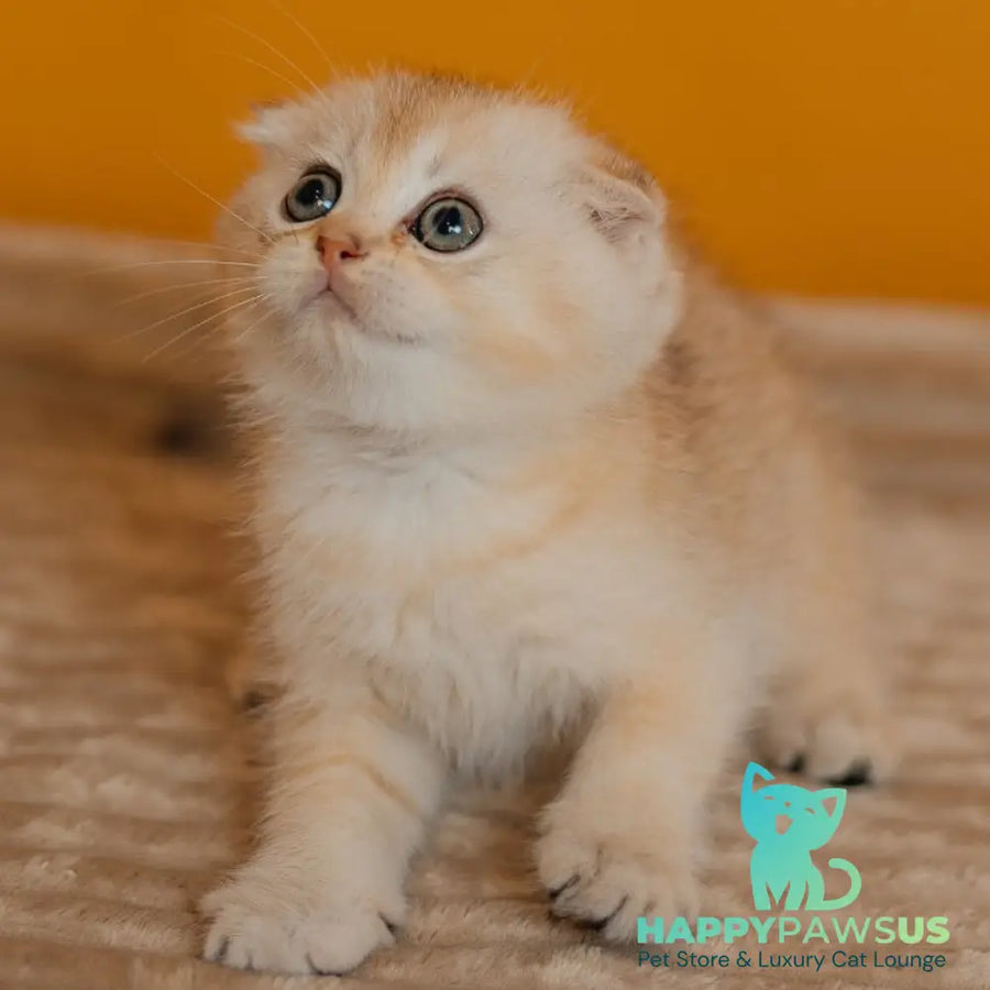 Eskimo Scottish Fold male black silver shaded - live animals