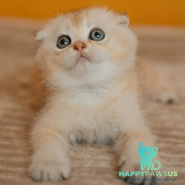 Eskimo Scottish Fold male black silver shaded - live animals
