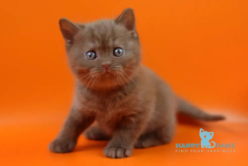 Esko British Shorthair male cinnamon live animals