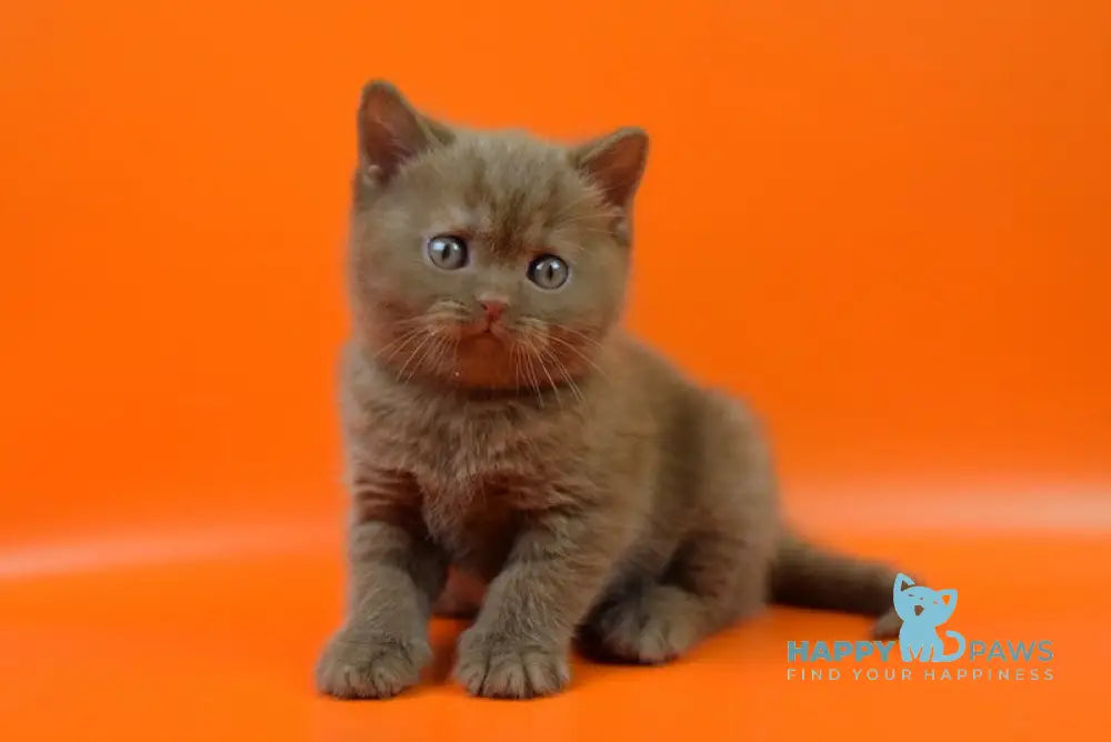 Esko British Shorthair male cinnamon live animals