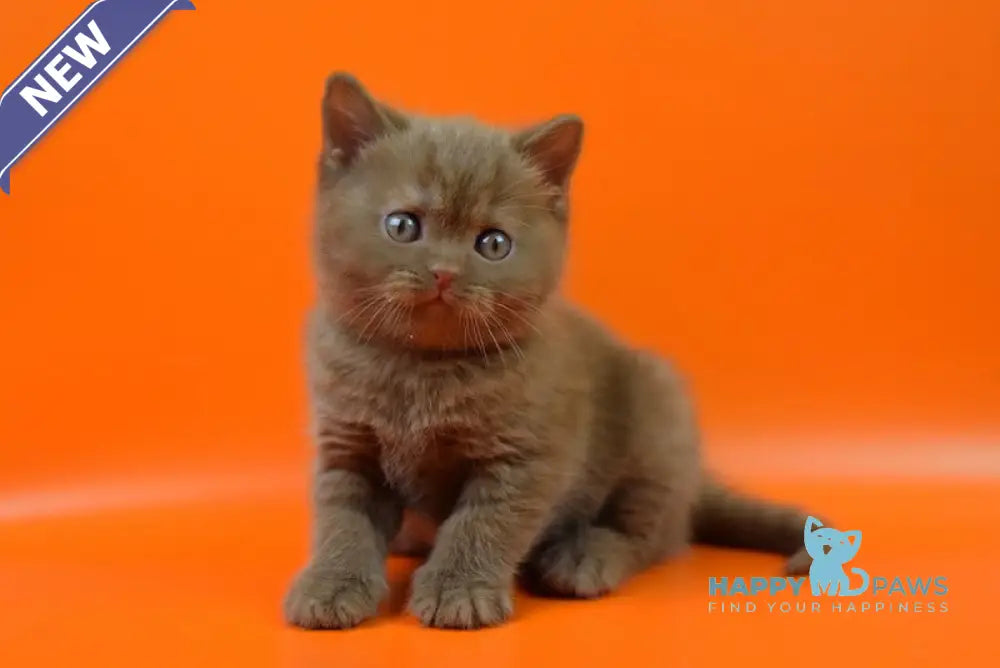 Esko British Shorthair male cinnamon live animals