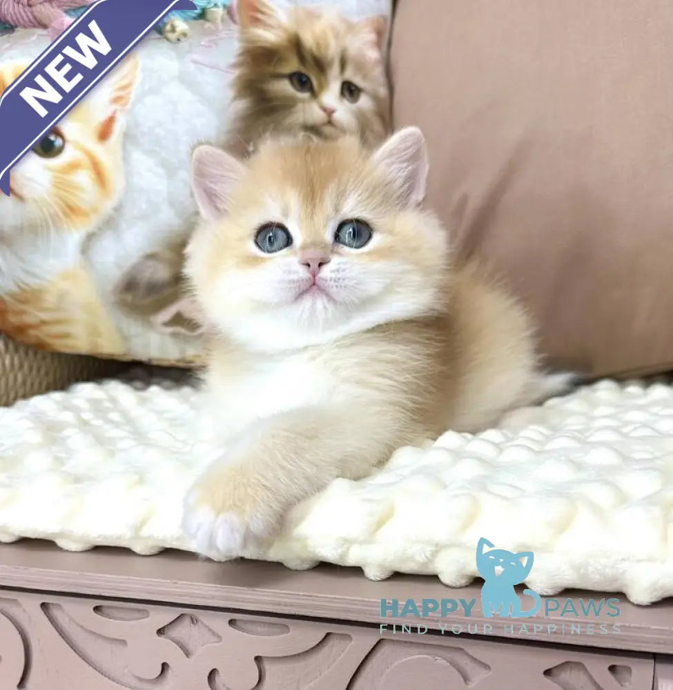 Esma British Longhair female black golden shaded live animals