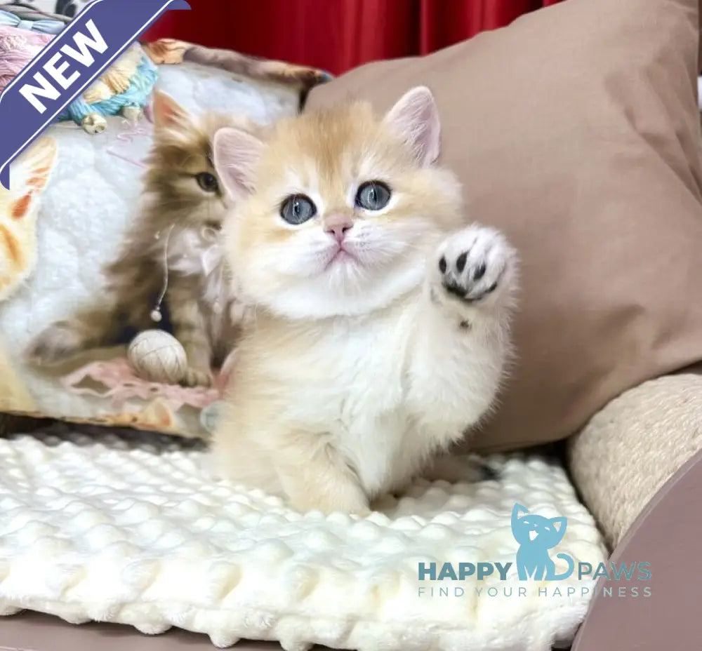 Esma British Longhair female black golden shaded live animals