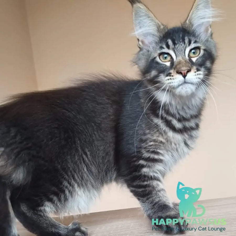 Esma Maine Coon female black ticked tabby - live animals