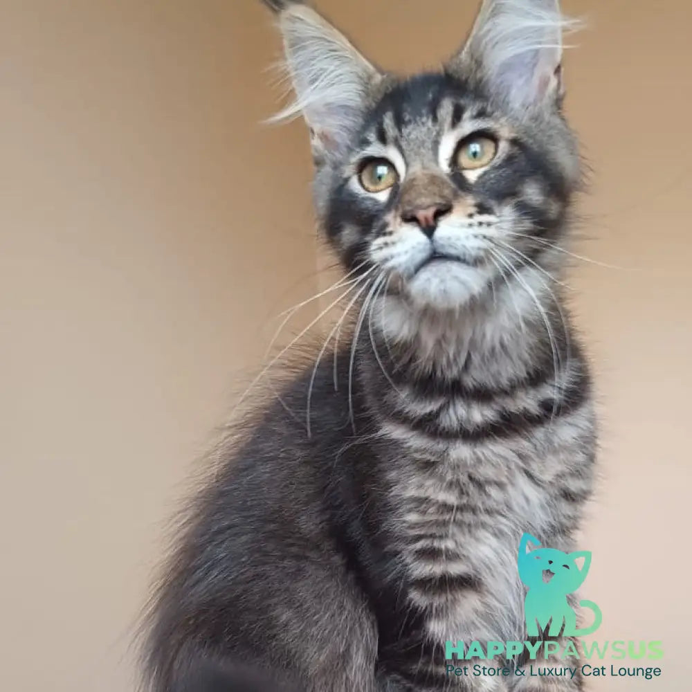 Esma Maine Coon female black ticked tabby - live animals