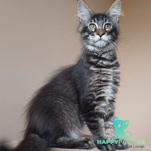 Esma Maine Coon female black ticked tabby - live animals