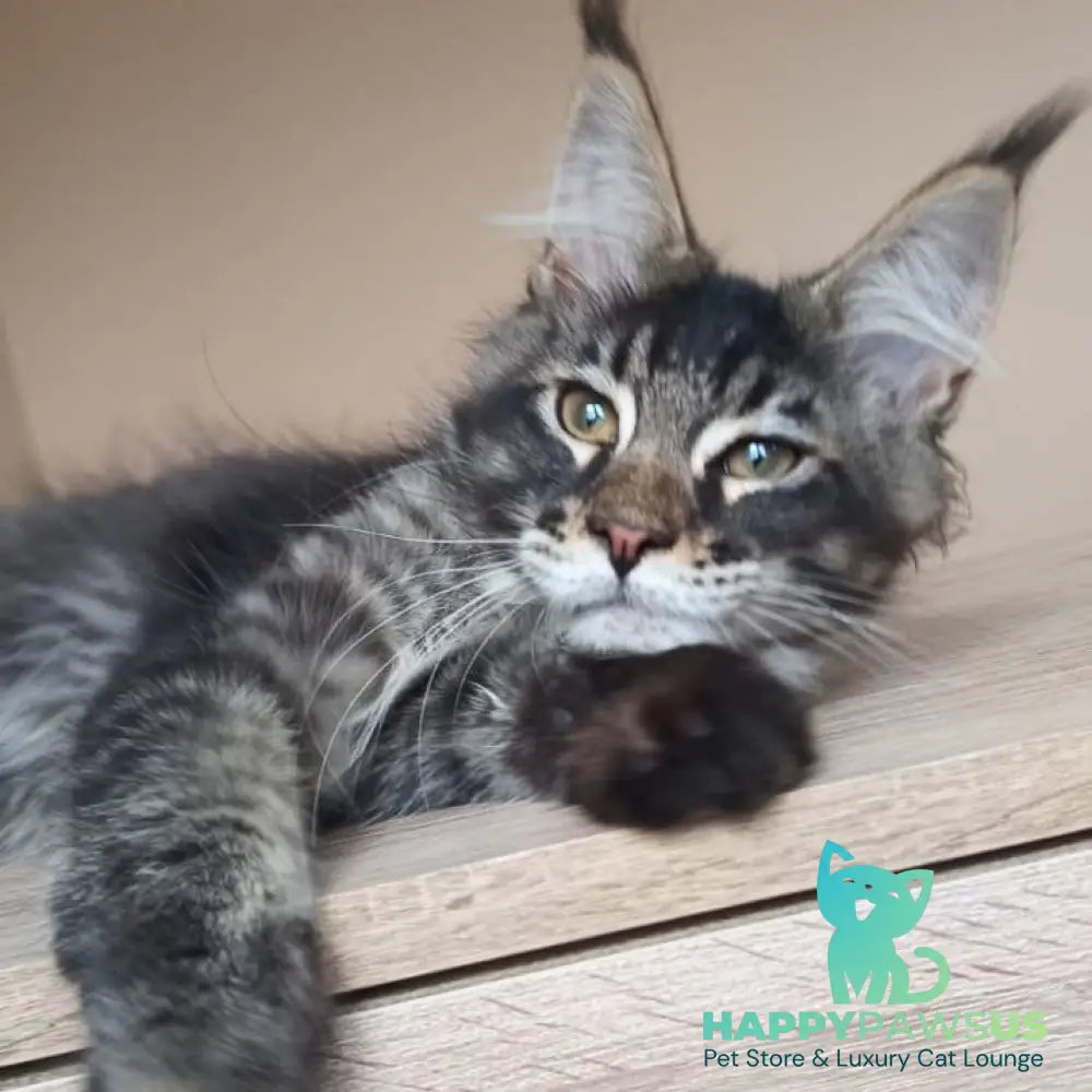 Esma Maine Coon female black ticked tabby - live animals