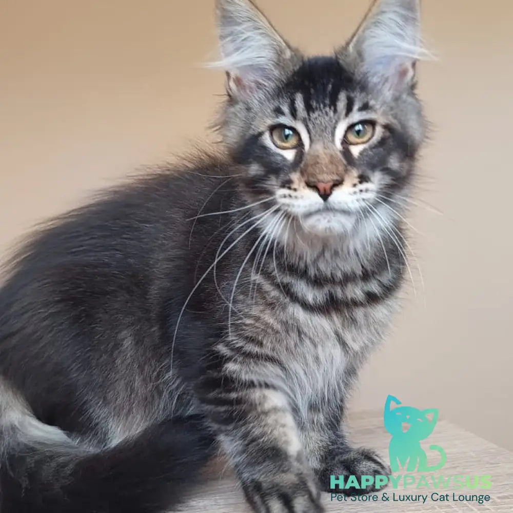 Esma Maine Coon female black ticked tabby - live animals